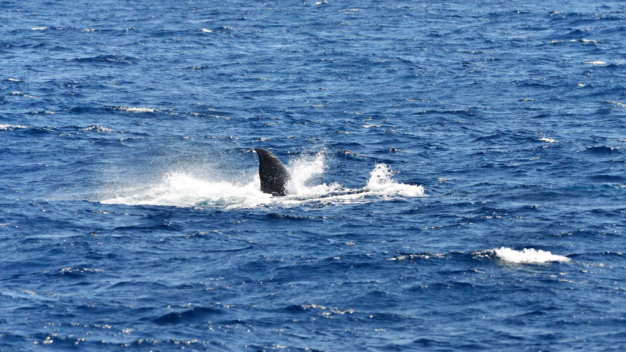 A whale surfacing on a Mirissa trip