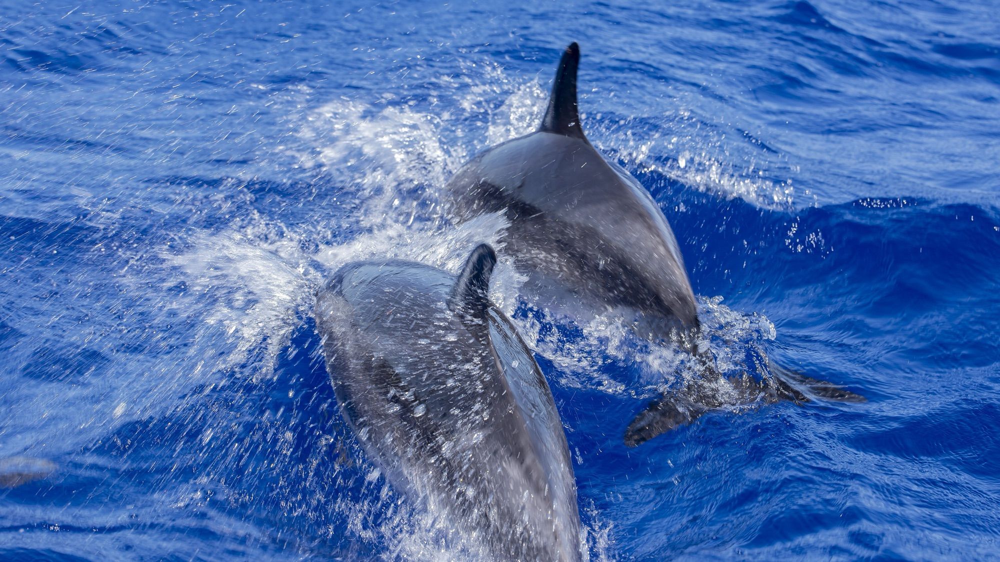 Spinner dolphins riding alongside the boat