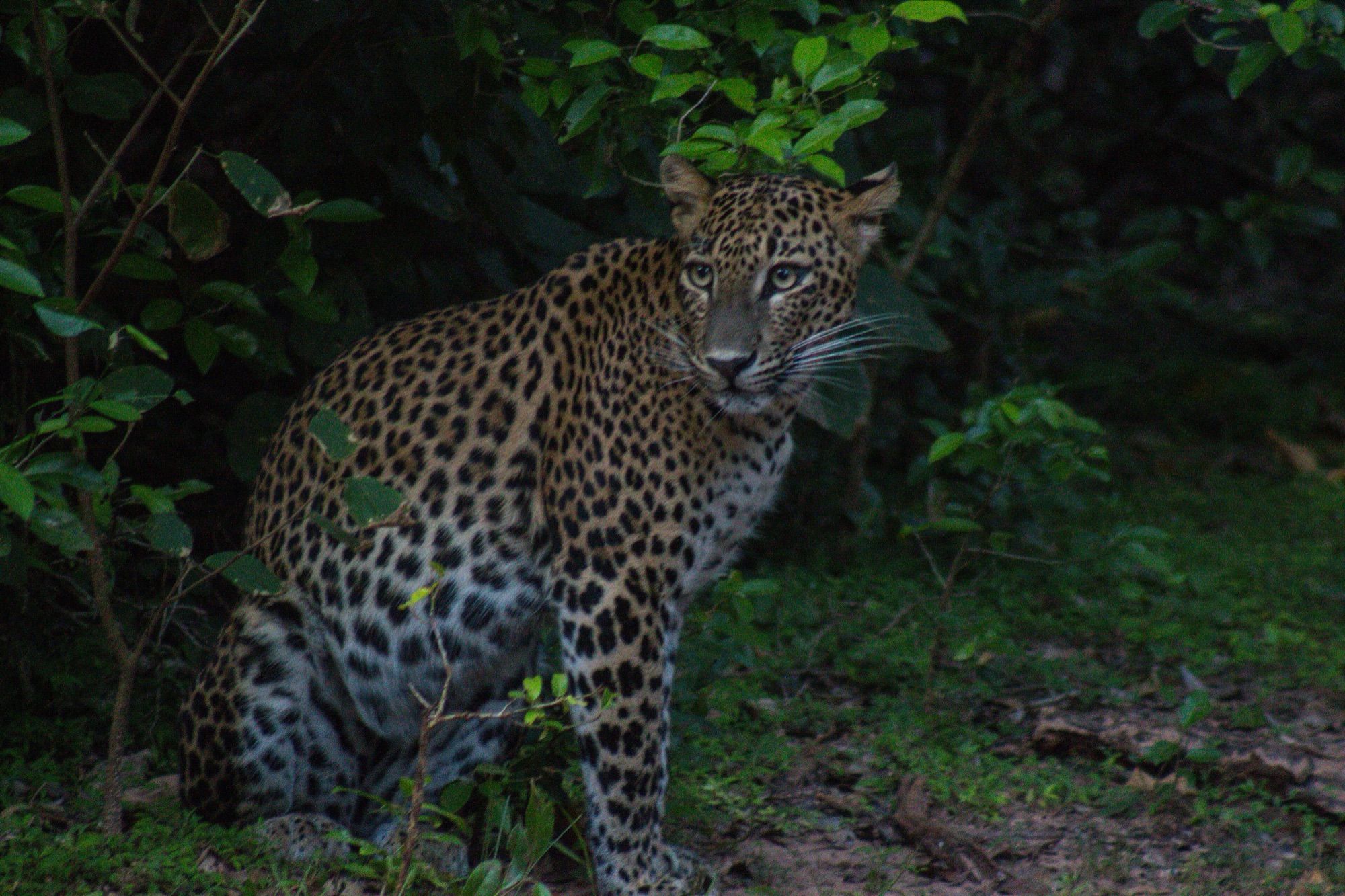 Yala National Park Jeep Safari