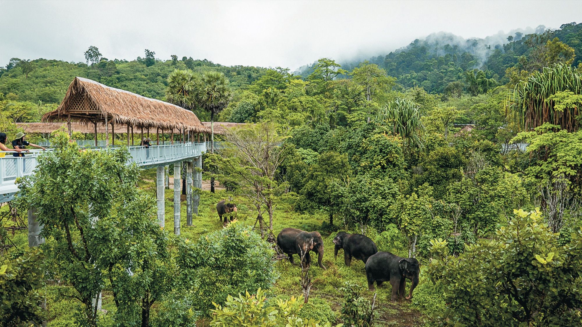 Phuket Elephant Sanctuary Half-Day Visit