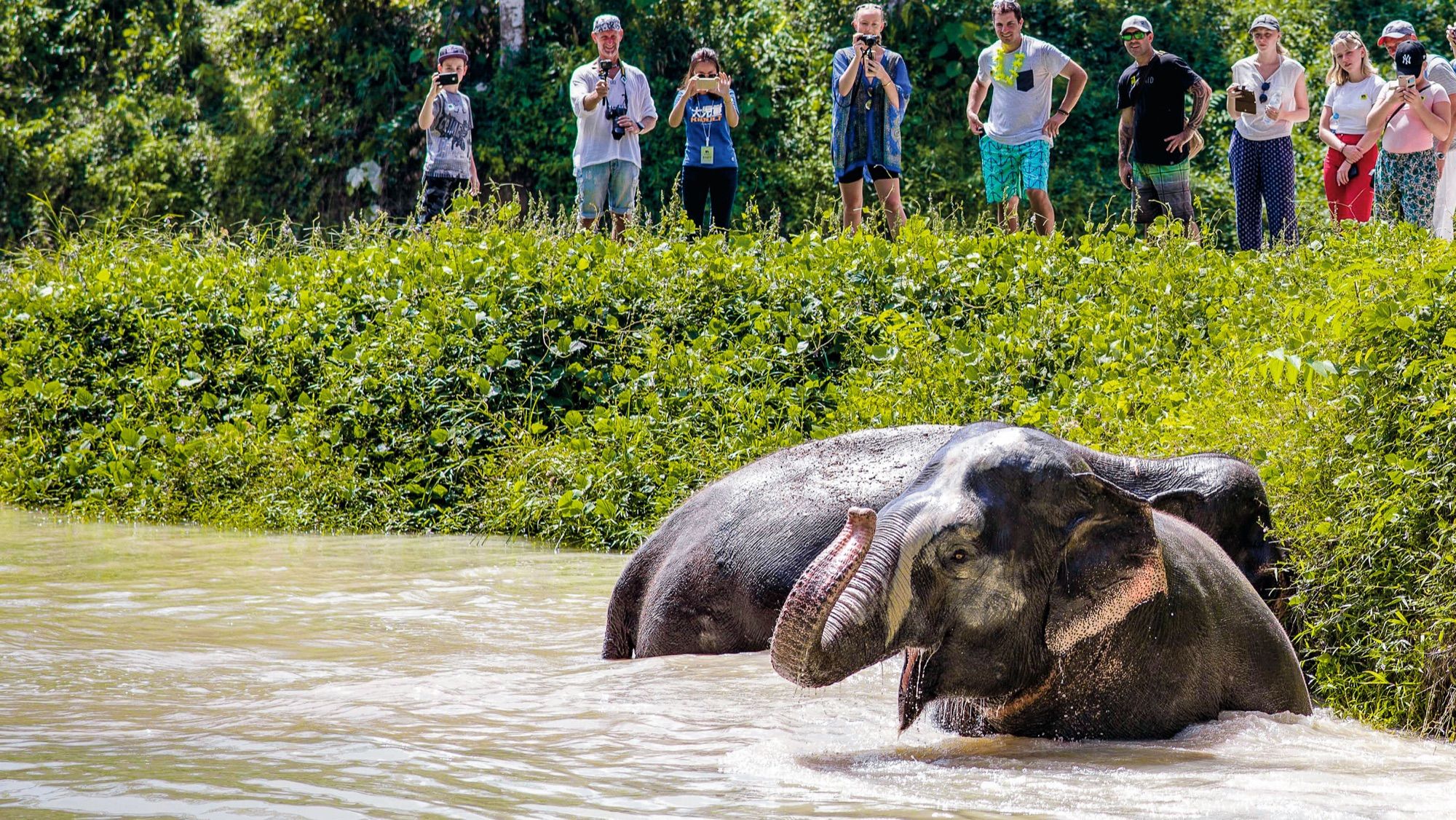 Elephants bathing, watched from a distance