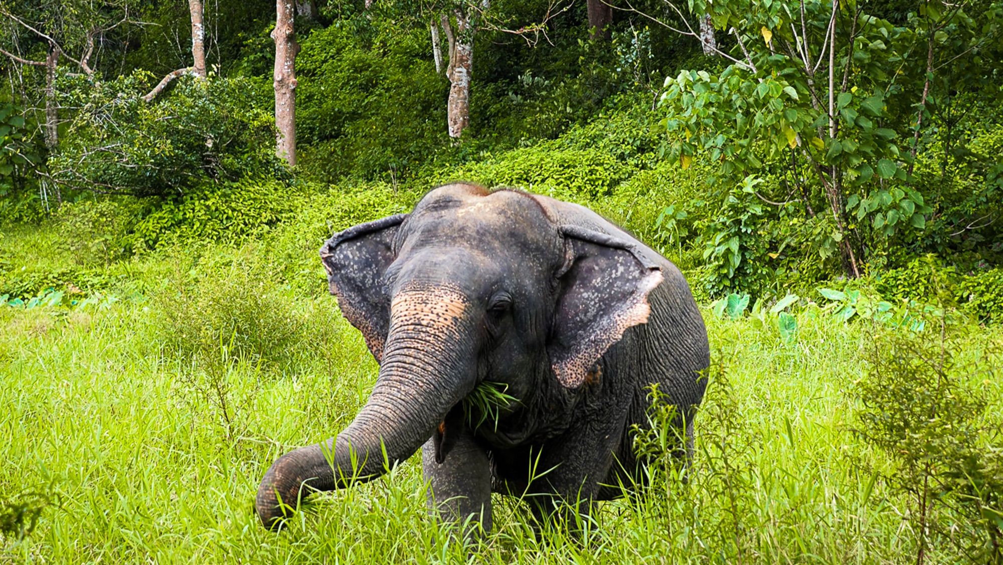 Rescued elephant grazing