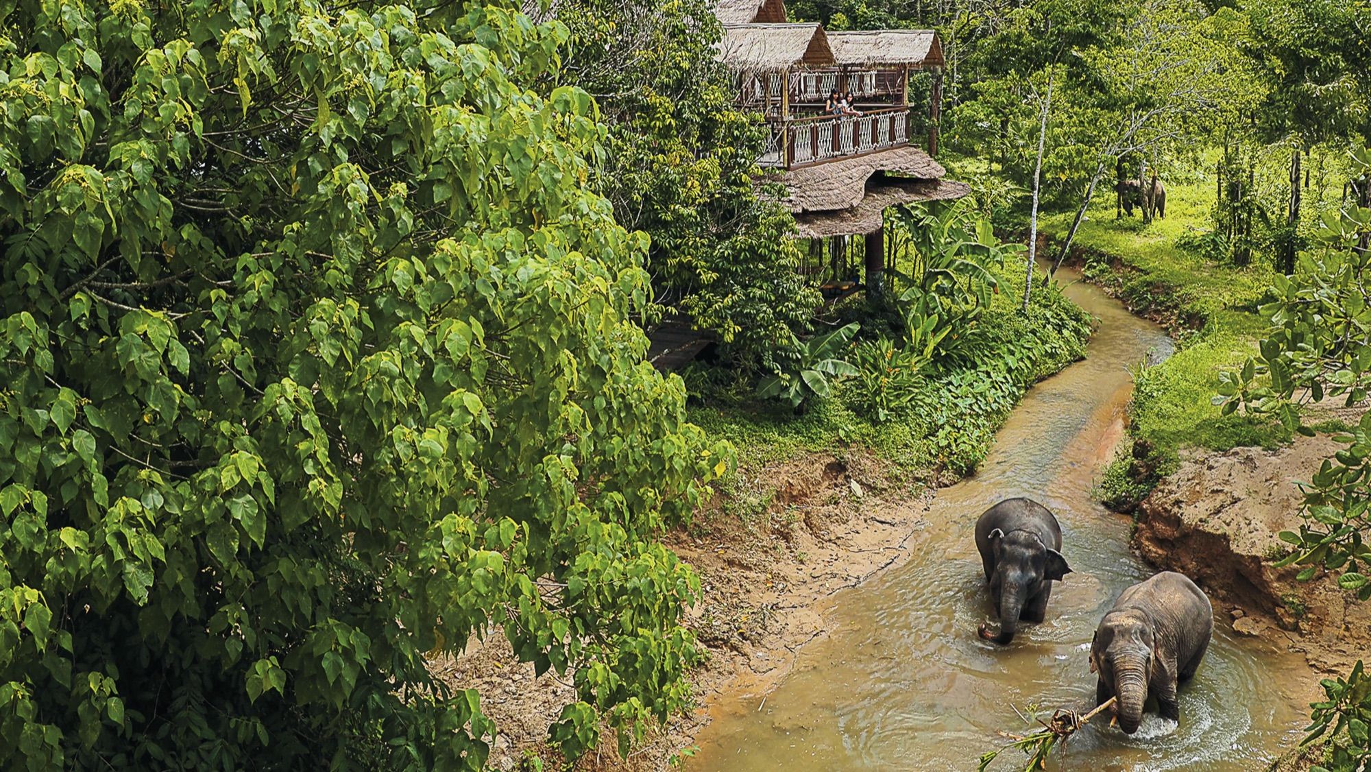 Elephants in the river from above